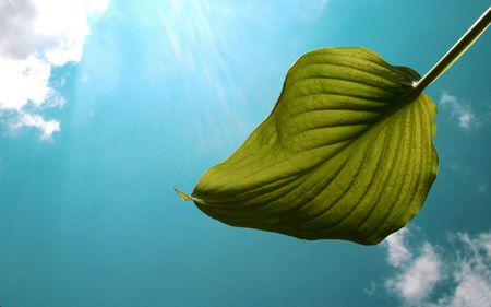 Sunny-Leaf - sunny, nature, leaf, sky