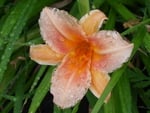 flower at rainy day