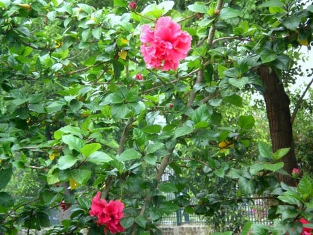 Red flowers - flowers, nature, red