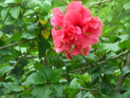 Red flowers - nature, flowers, red