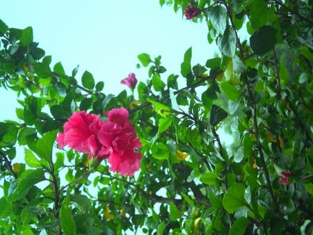 Red flowers - nature, flowers, flower, red