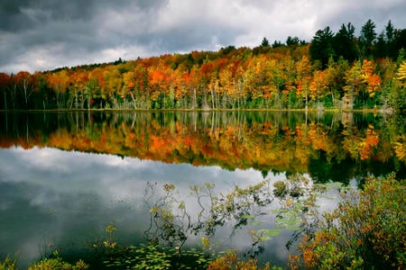 woods - lakes, nature, forest, woods