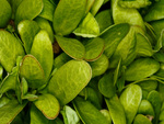 Green leaves