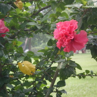 Red flowers