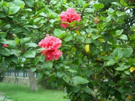 Red flowers - nature, flowers, red flowers