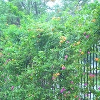 Flowers wall