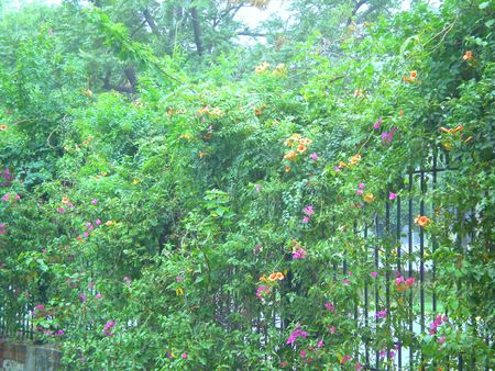 Flowers wall - nature, flowers, flowers wall