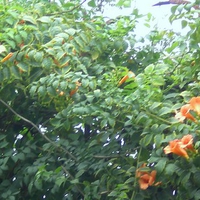 Wall of flowers