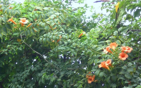 Wall of flowers - nature, wall of flowers, flowers