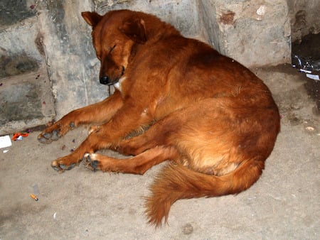 Dog resting - sleep, resting, door, dog