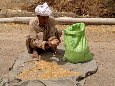 Man storing Wheat - strring, village, wheat, man