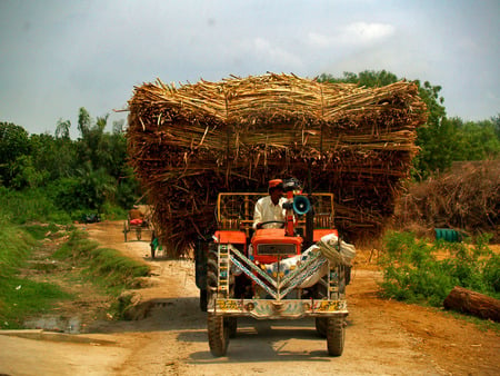 Sugar Cane being Transported - suger cane, tractor, village, road