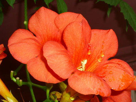 Beautiful Flowers - nature, raindrops, photography, beautiful, flowers, drops