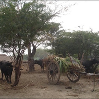Life of village