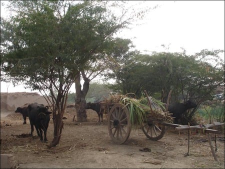 Life of village - village, tree, cart, cow