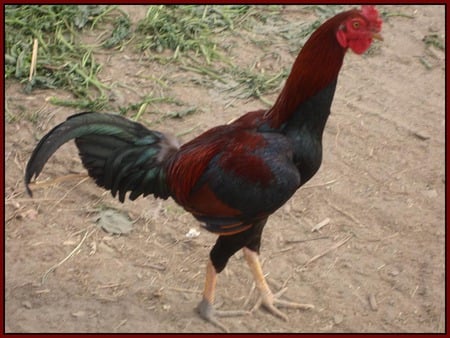 Colorful Rooster - colorful, village, morgha, rooster