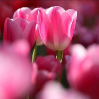 Field of Tulips