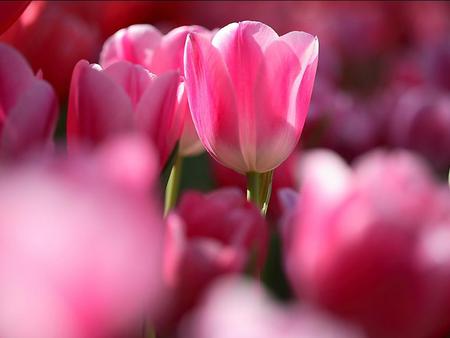 Field of Tulips - bright, tulips, field, pink