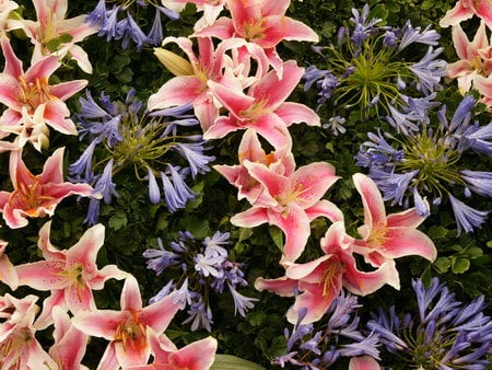 Paradise Beauty - exotic, stargazer lilies, purple flowers, island beauty