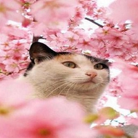 Cat in the blossoms