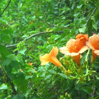 Yellow orange colored flowers