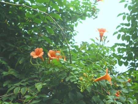 Flowers - flowers, nature, yellow and orange