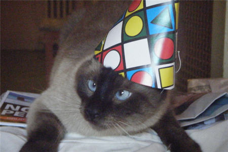 Birthday - birthday, cute, animals, cats