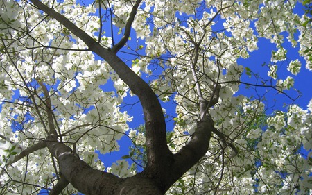 Dogwood Flowers - white, tree, dogwood, flowers