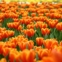 Field of Orange Tulips