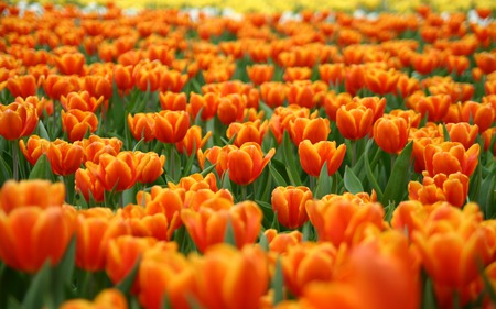 Field of Orange Tulips - tulips, orange, field, flowers, spring