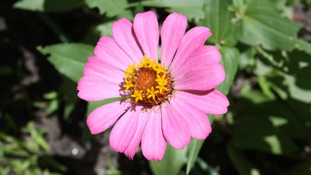 Pink Flower Macro - pretty, macro, flower, pink