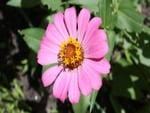 Pink Flower Macro