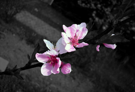 Cherry Blossom Colour Splash - flowers, colour splash, blossom, cherry, pink