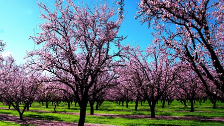 Spring - green, trees, pink, spring