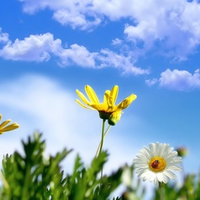 Spring Daisies