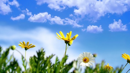 Spring Daisies - daisies, flowers, yellow, blue sky, spring