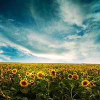 So Many Sunflowers..