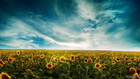 So Many Sunflowers.. - sky, sunflowers, yellow, blue, field