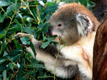 Koala's Lunch Break - furry, branches, koala, cuddly, tree, eucalyptus leaves