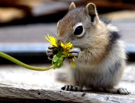 Chipmunk salad - black, white, brown, eating, dandelion, chipmunk, stripes