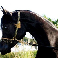 Black colt