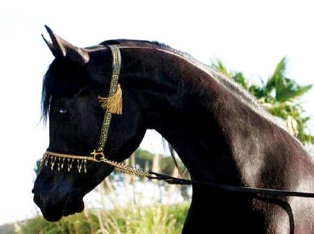 Black colt - black, handsome, thoroughbread, colt, horse