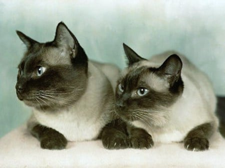 We are Siamese if you please - pair, cats, grey and black, resting, siamese