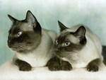 We are Siamese if you please