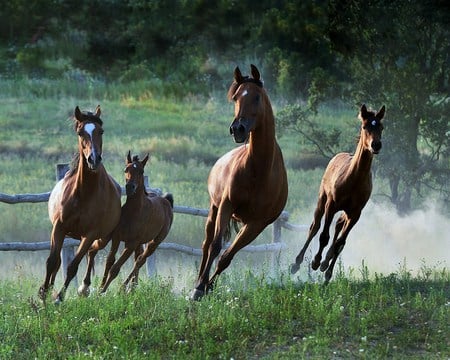 Enjoying the summer - horses, group, field, young, running, grass