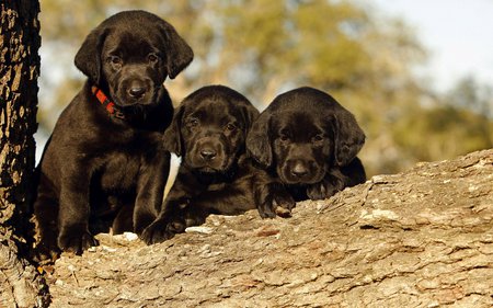 Cute trio - brown, chocolate, trio, puppy, dog