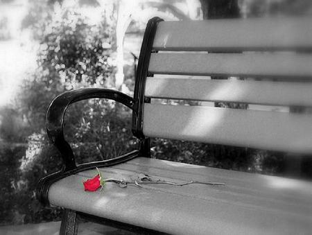 Untold story - bench, rose, black and white, red