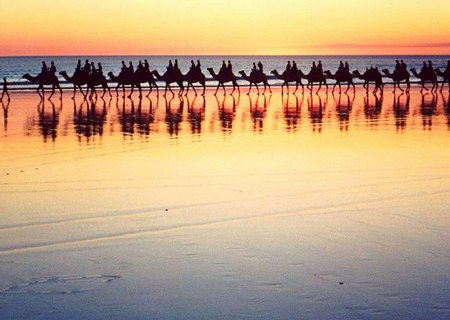 Camels Sea