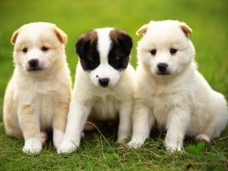 Sweet trio puppy - trio, puppy, dog, animal, sweet, pet, grass