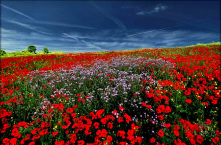 Summer Colors - trees, red flowers, blue sky, flowers, field, purple flowers